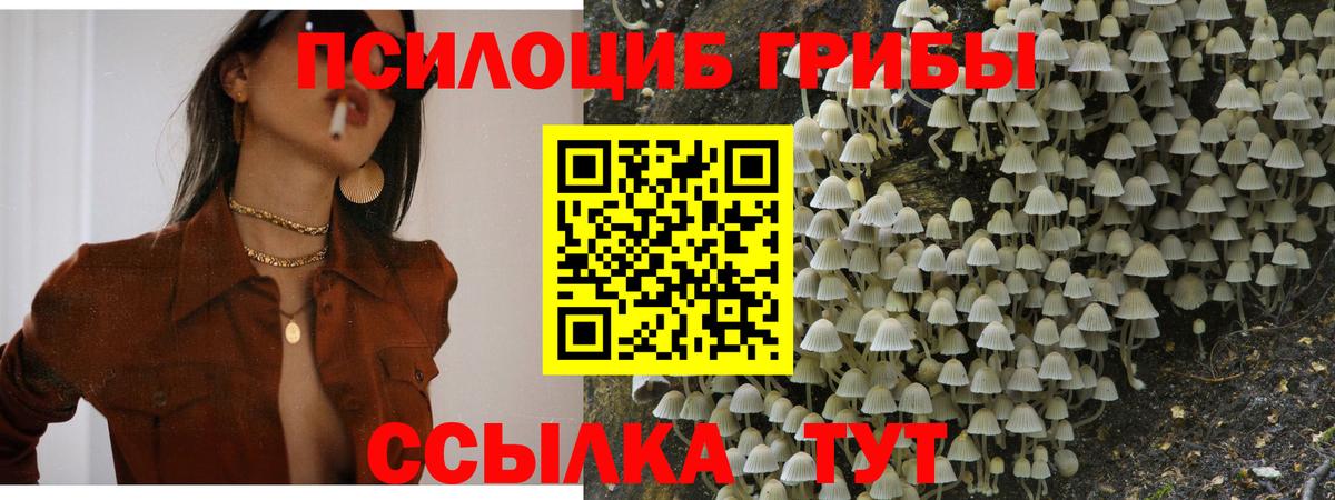 Мончегорск  наркота  Вход с VPN  Псилоцибиновые грибы Cubensis 